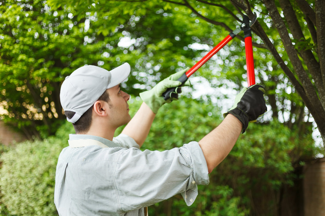 Hedge Trimming Service Cardiff